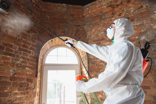 Why You Should Choose Our Mold Remediation Services in Van Buren, MO